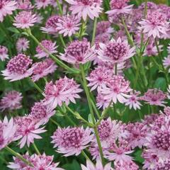 Jarmanka větší 'Roma' - Astrantia 'Roma'