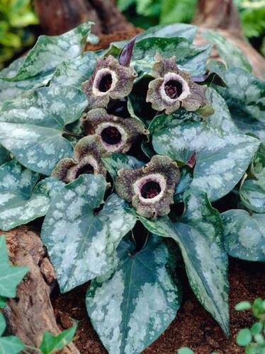 Kopytník - Asarum splendens