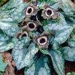 Kopytník - Asarum splendens