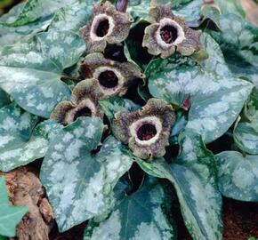 Kopytník - Asarum splendens