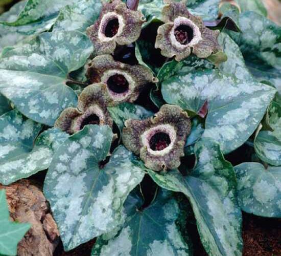 Kopytník - Asarum splendens