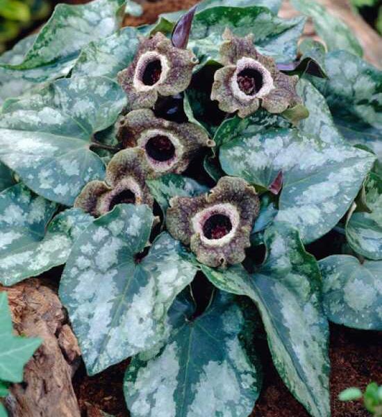 Kopytník - Asarum splendens