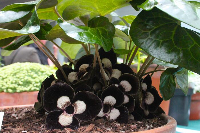 Kopytník 'Giant' - Asarum maximum 'Giant'