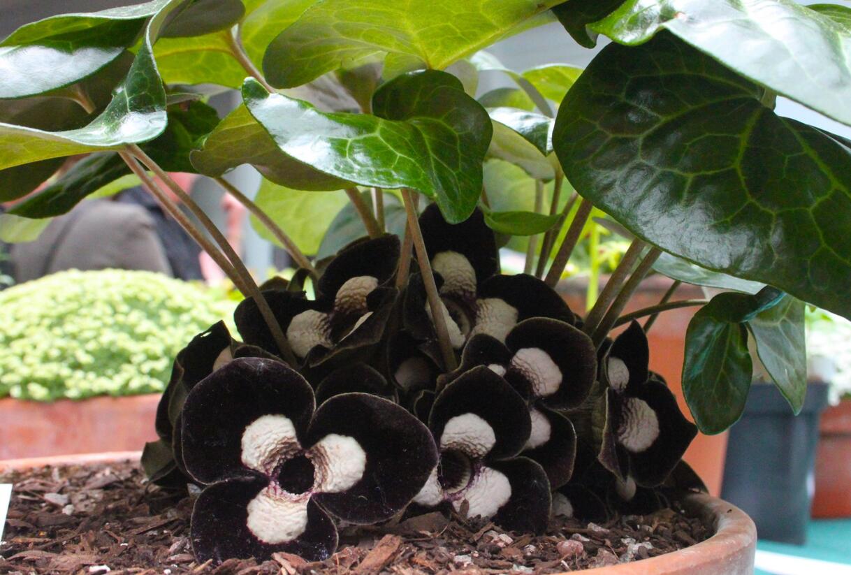 Kopytník 'Giant' - Asarum maximum 'Giant'