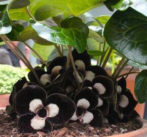 Kopytník 'Giant' - Asarum maximum 'Giant'