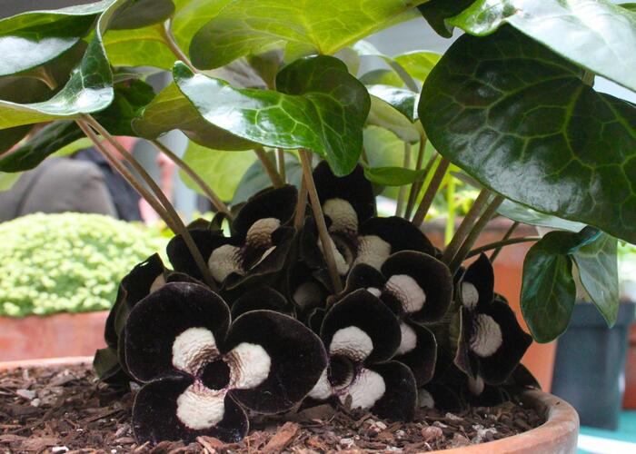 Kopytník 'Giant' - Asarum maximum 'Giant'