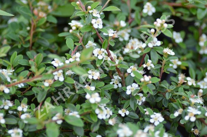 Skalník 'Skogholm' - Cotoneaster x suecicus 'Skogholm'