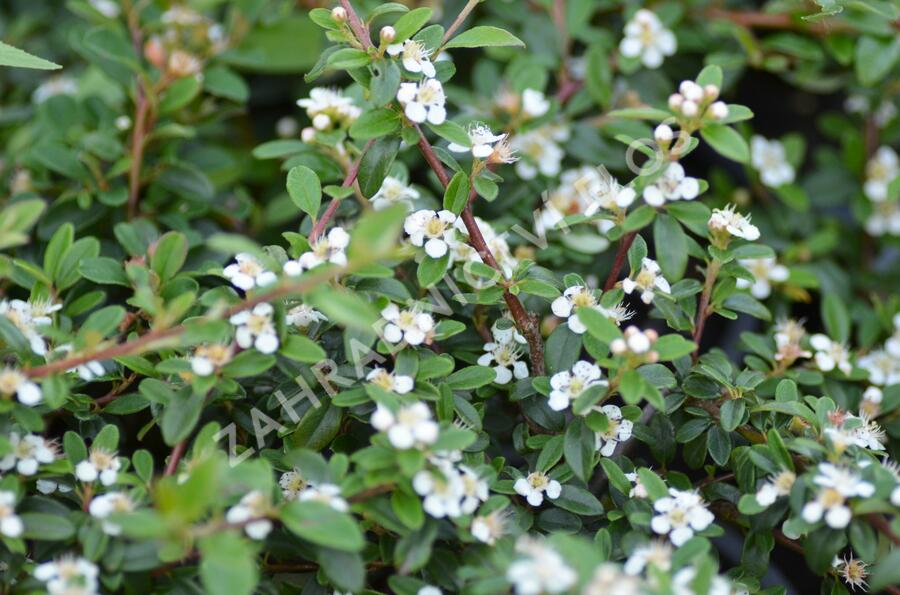 Skalník 'Skogholm' - Cotoneaster x suecicus 'Skogholm'