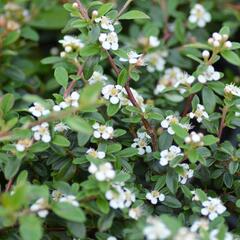 Skalník 'Skogholm' - Cotoneaster x suecicus 'Skogholm'