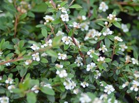 Skalník 'Skogholm' - Cotoneaster x suecicus 'Skogholm'