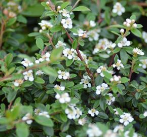 Skalník 'Skogholm' - Cotoneaster x suecicus 'Skogholm'