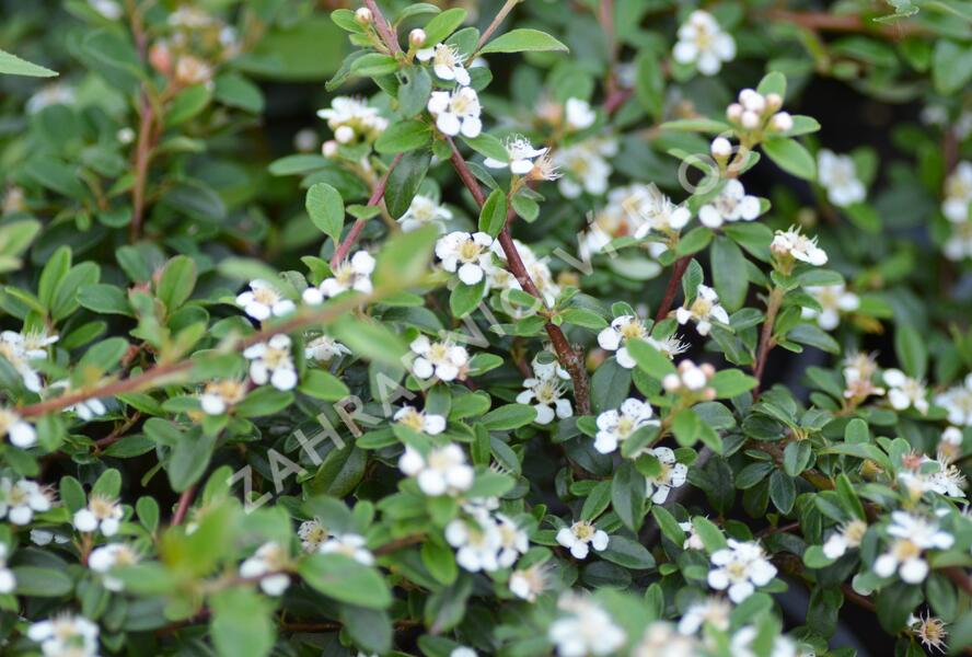 Skalník 'Skogholm' - Cotoneaster x suecicus 'Skogholm'