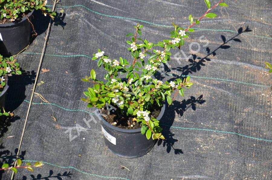 Skalník 'Skogholm' - Cotoneaster x suecicus 'Skogholm'