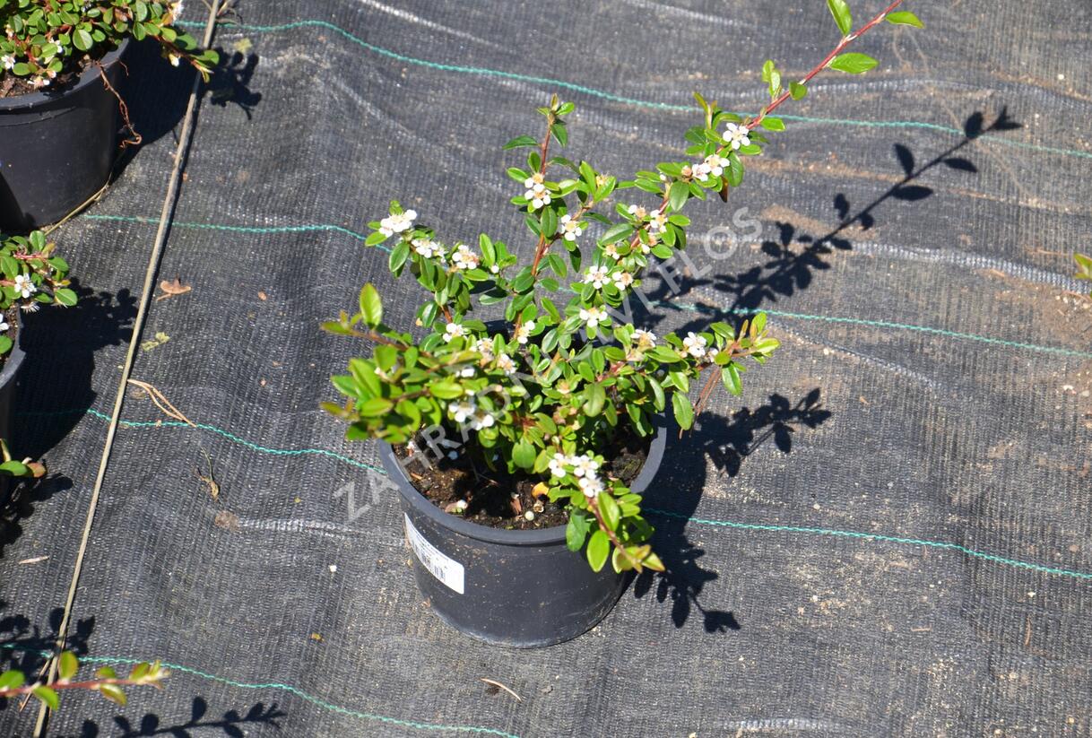 Skalník 'Skogholm' - Cotoneaster x suecicus 'Skogholm'