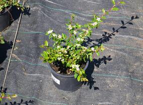Skalník 'Skogholm' - Cotoneaster x suecicus 'Skogholm'