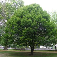 Habr obecný 'Columnaris' - Carpinus betulus 'Columnaris'
