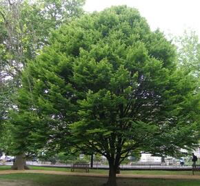 Habr obecný 'Columnaris' - Carpinus betulus 'Columnaris'
