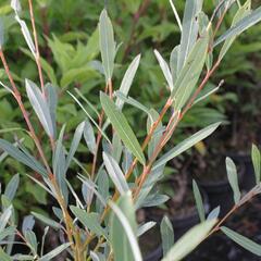 Vrba purpurová - Salix purpurea