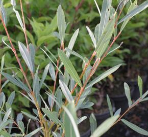 Vrba purpurová - Salix purpurea