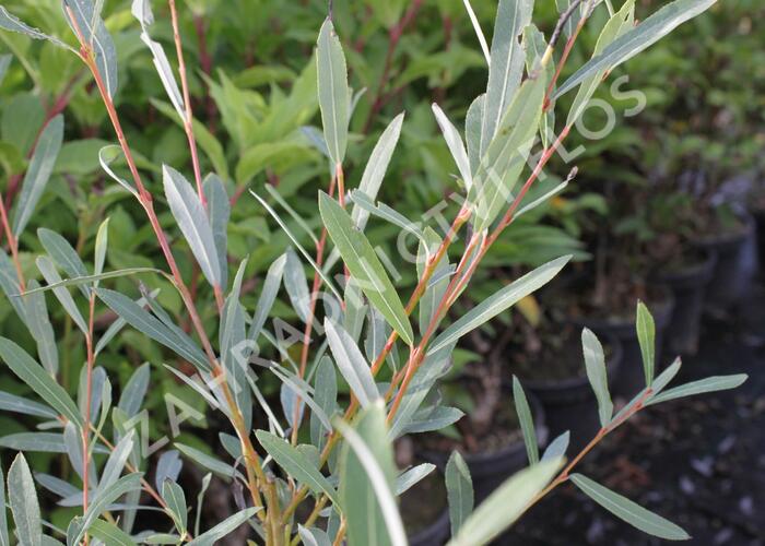 Vrba purpurová - Salix purpurea