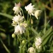 Orlíček obecný 'Clementine White' - Aquilegia vulgaris 'Clementine White'