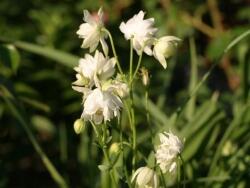 Orlíček obecný 'Clementine White' - Aquilegia vulgaris 'Clementine White'