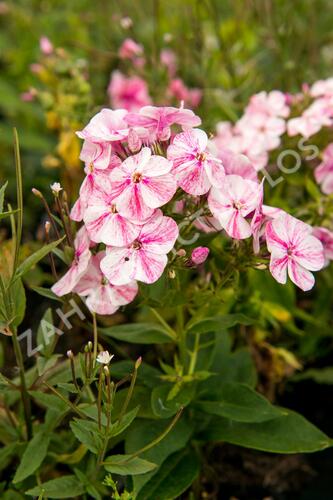 Plamenka latnatá 'Freckle Red Shades' - Phlox paniculata 'Freckle Red Shades'