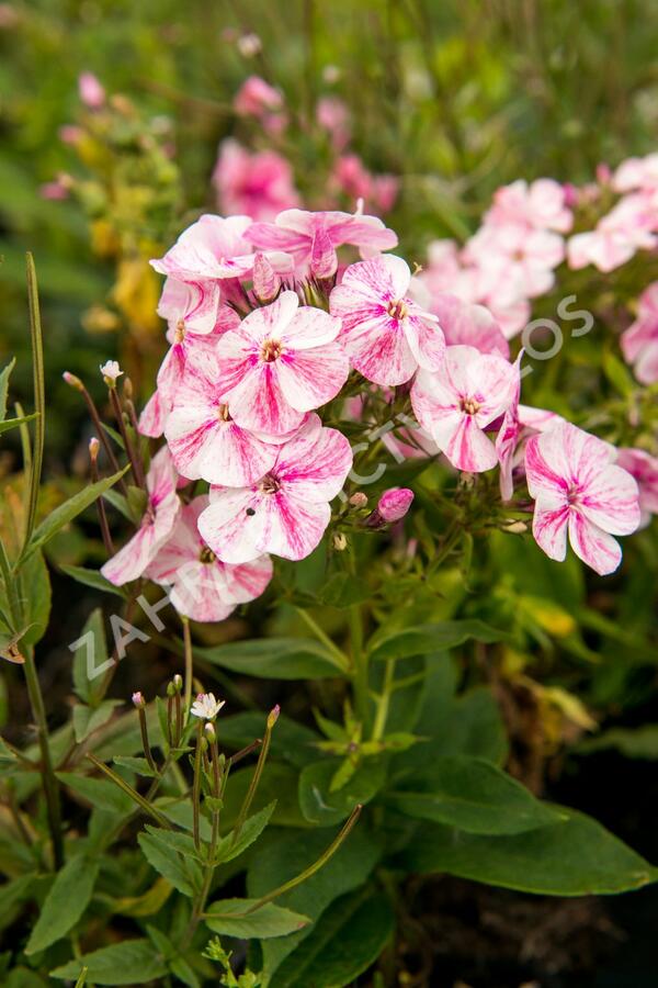 Plamenka latnatá 'Freckle Red Shades' - Phlox paniculata 'Freckle Red Shades'