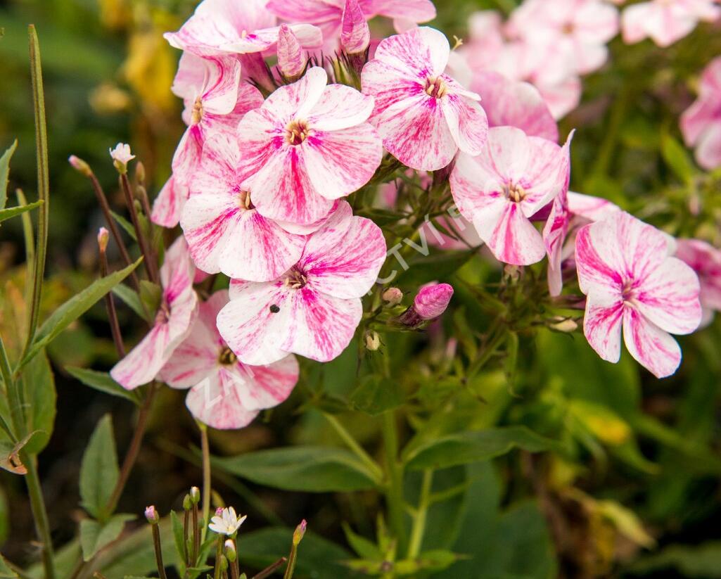 Plamenka latnatá 'Freckle Red Shades' - Phlox paniculata 'Freckle Red Shades'