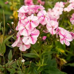 Plamenka latnatá 'Freckle Red Shades' - Phlox paniculata 'Freckle Red Shades'