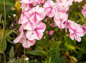 Plamenka latnatá 'Freckle Red Shades' - Phlox paniculata 'Freckle Red Shades'
