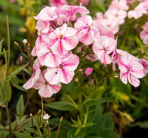 Plamenka latnatá 'Freckle Red Shades' - Phlox paniculata 'Freckle Red Shades'