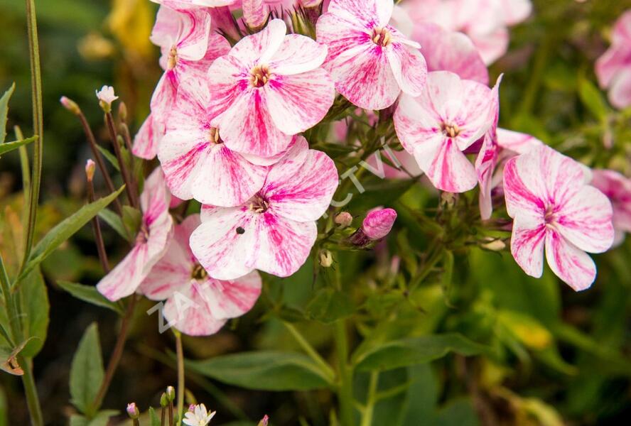 Plamenka latnatá 'Freckle Red Shades' - Phlox paniculata 'Freckle Red Shades'