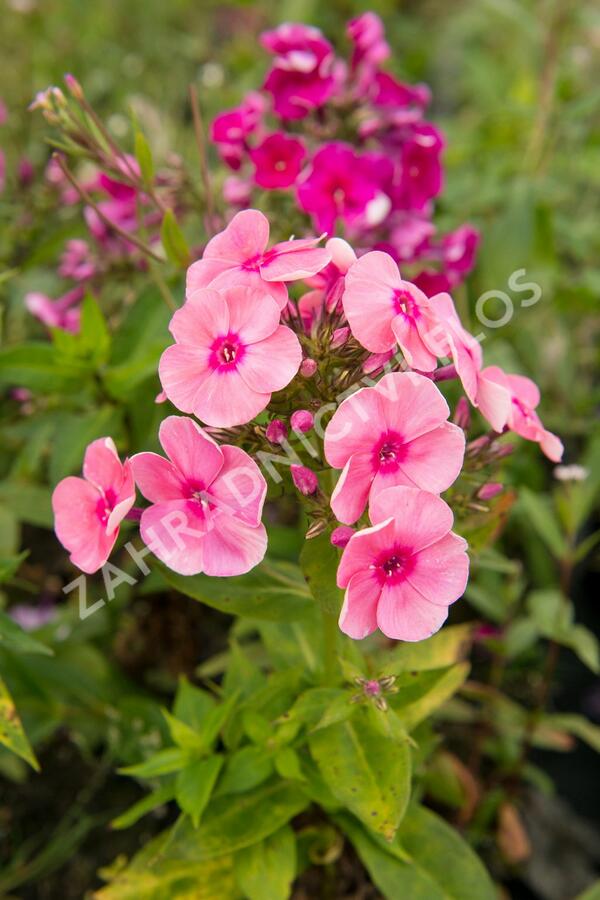 Plamenka latnatá 'Freckle Red Shades' - Phlox paniculata 'Freckle Red Shades'
