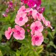 Plamenka latnatá 'Freckle Red Shades' - Phlox paniculata 'Freckle Red Shades'