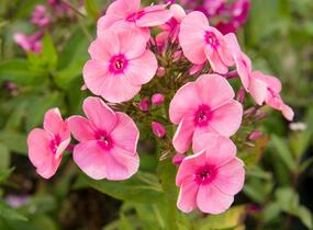 Plamenka latnatá 'Freckle Red Shades' - Phlox paniculata 'Freckle Red Shades'