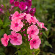 Plamenka latnatá 'Freckle Red Shades' - Phlox paniculata 'Freckle Red Shades'