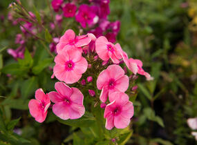 Plamenka latnatá 'Freckle Red Shades' - Phlox paniculata 'Freckle Red Shades'