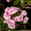 Plamenka latnatá 'Freckle Red Shades' - Phlox paniculata 'Freckle Red Shades'