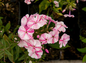 Plamenka latnatá 'Freckle Red Shades' - Phlox paniculata 'Freckle Red Shades'