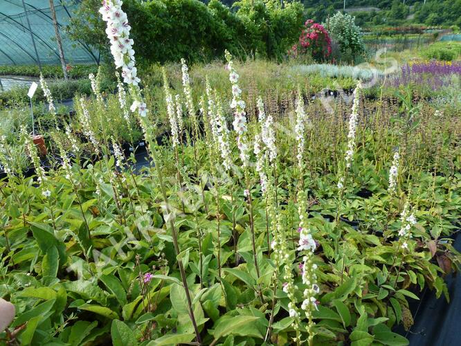 Divizna jižní 'Album' - Verbascum chaixii 'Album'