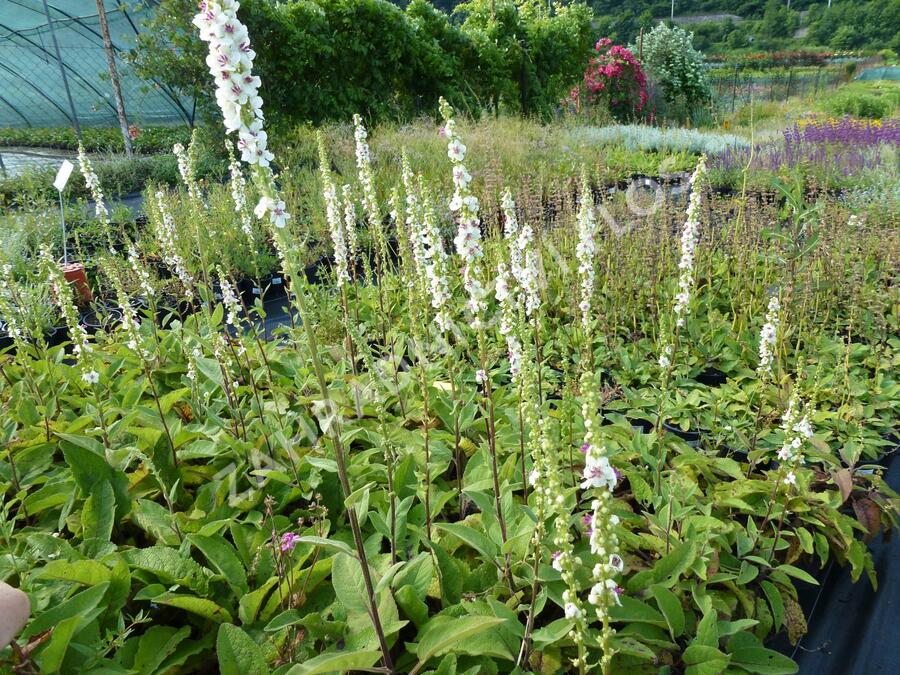 Divizna jižní 'Album' - Verbascum chaixii 'Album'