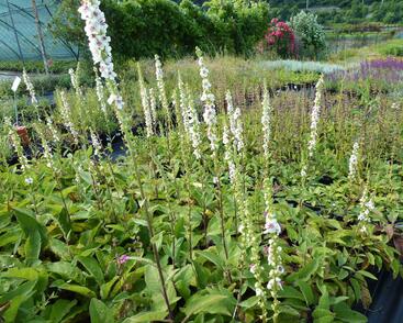 Divizna jižní 'Album'