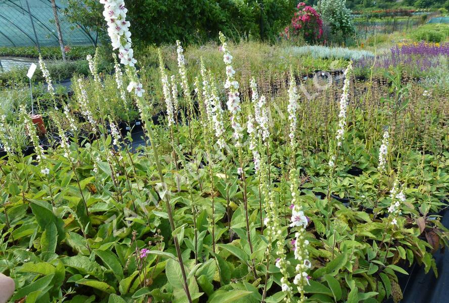 Divizna jižní 'Album' - Verbascum chaixii 'Album'