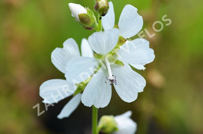 Slézovník - Sidalcea candida