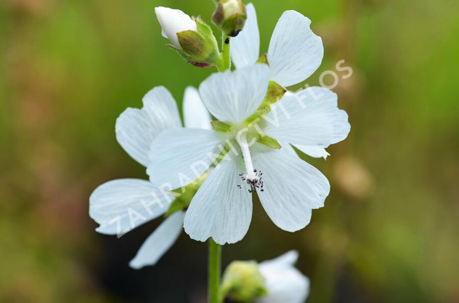 Slézovník - Sidalcea candida