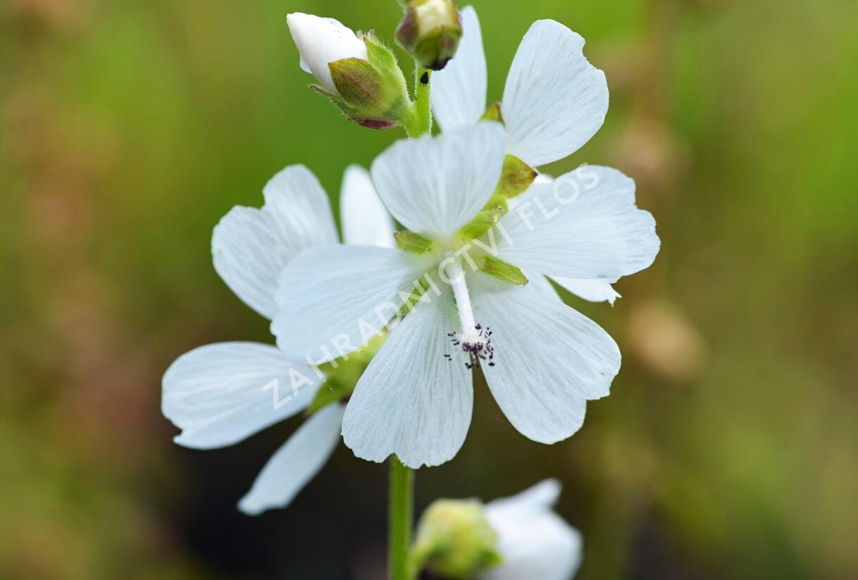 Slézovník - Sidalcea candida