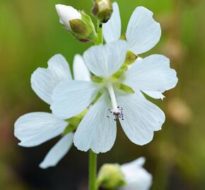Slézovník - Sidalcea candida