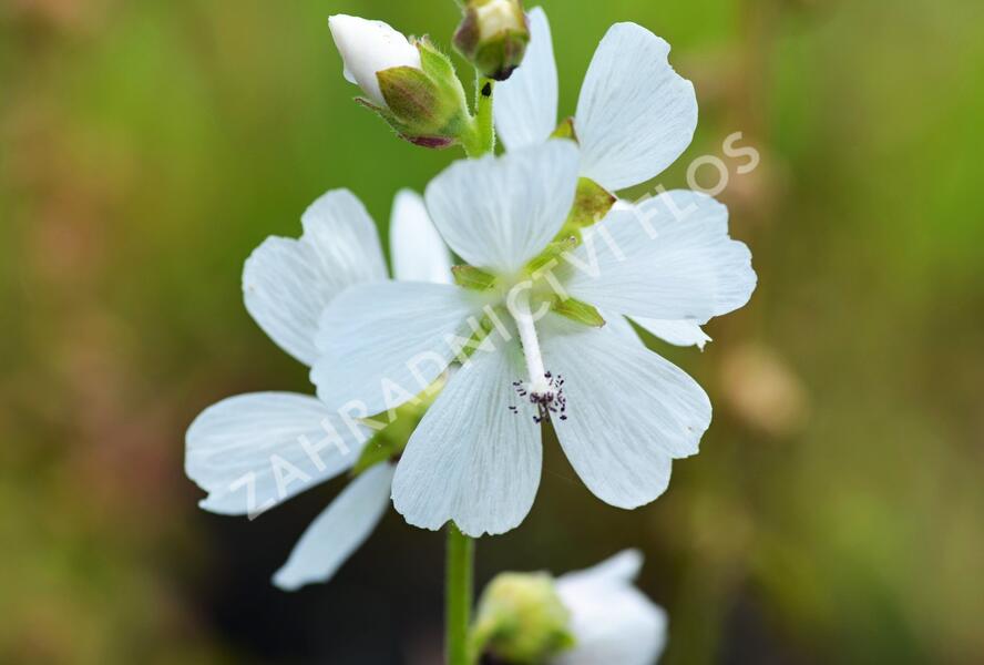 Slézovník - Sidalcea candida