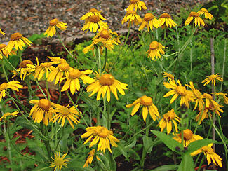 Záplevák Hoopesův - Helenium hoopesii